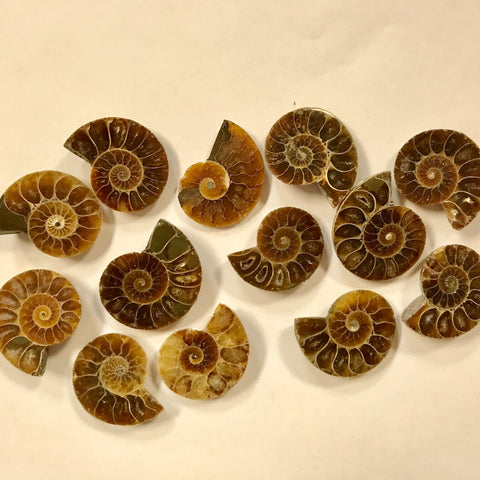 Fossil Ammonite Gratuity Stone